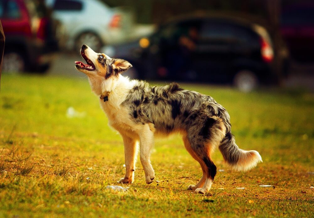 Are Australian Shepherds Hypoallergenic