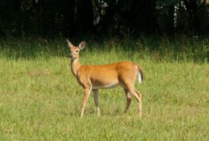 Food Facts All the food facts about Deer