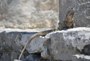 Iguana Insights The Ultimate Guide to Pet Iguana Care