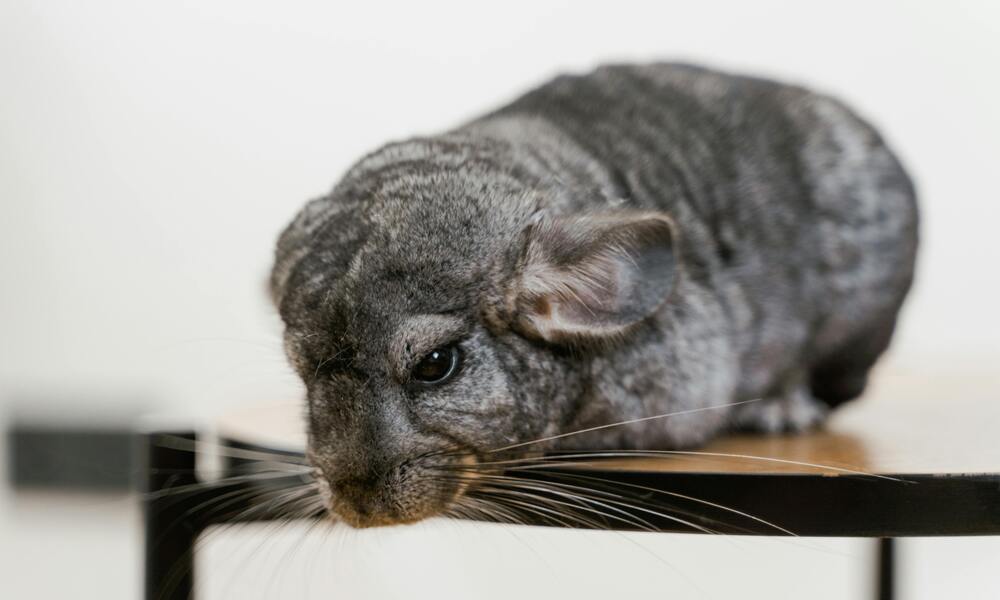 10 Reasons Why Chinchillas Make Great Pets