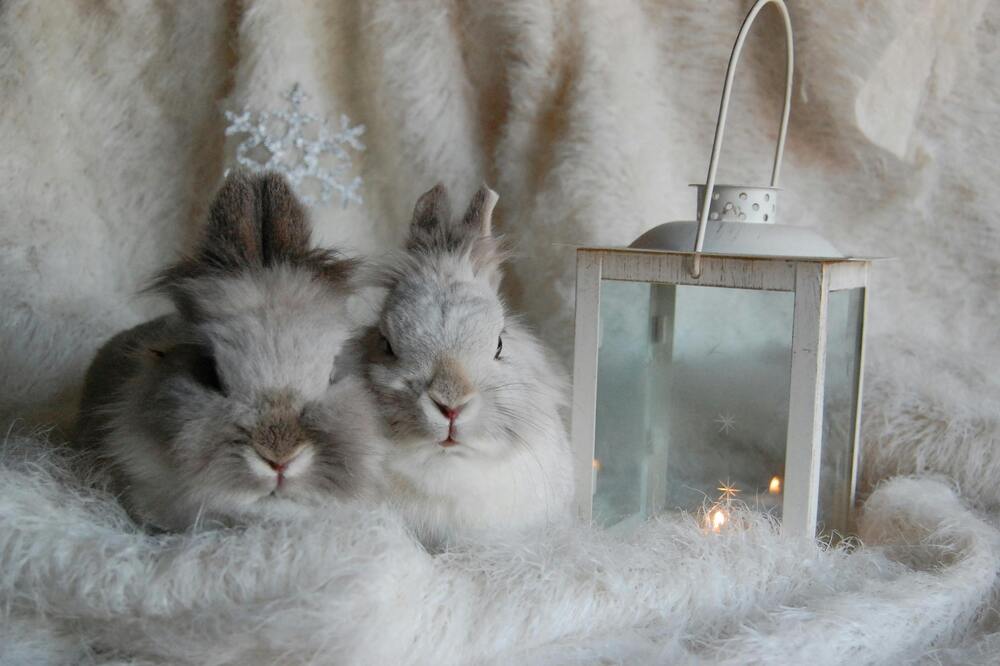 Angora Rabbits