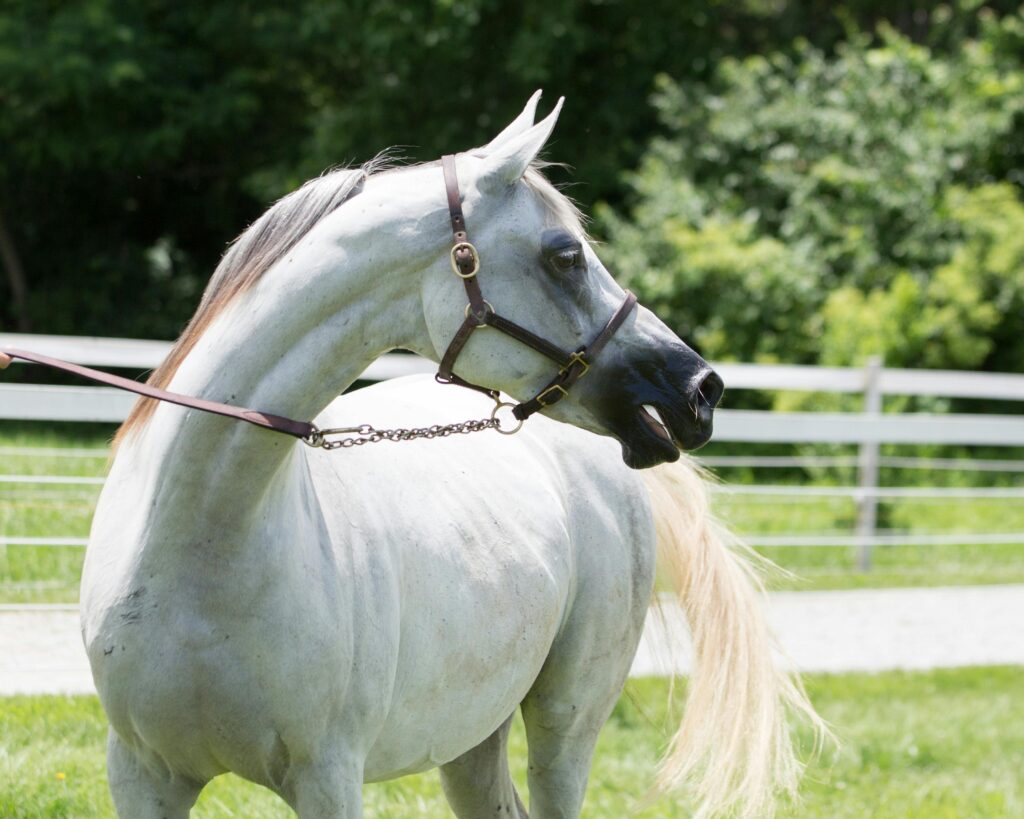 Arabian Horse