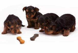 Best Dog Food for Puppies in Small Breed