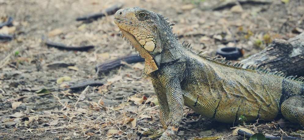 Common Iguana Species for Pets 