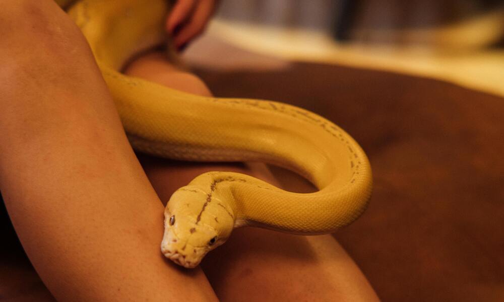 Comparing Corn Snakes and Ball Pythons