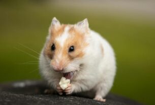 Different Hamster Breeds Which One is Right for You