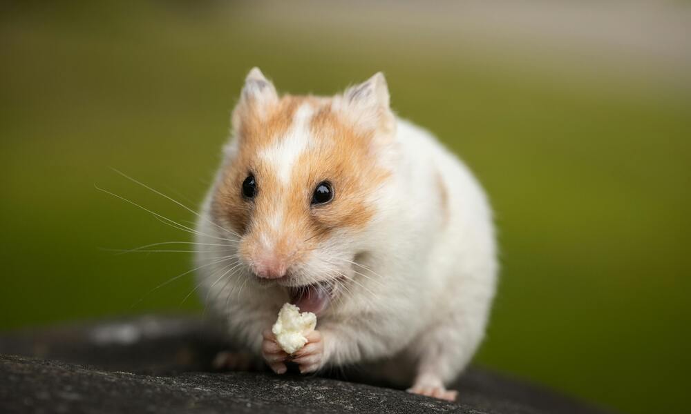 Different Hamster Breeds Which One is Right for You