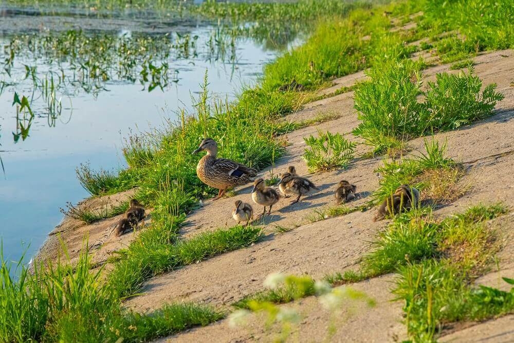 Ducks When Can They Go Outside