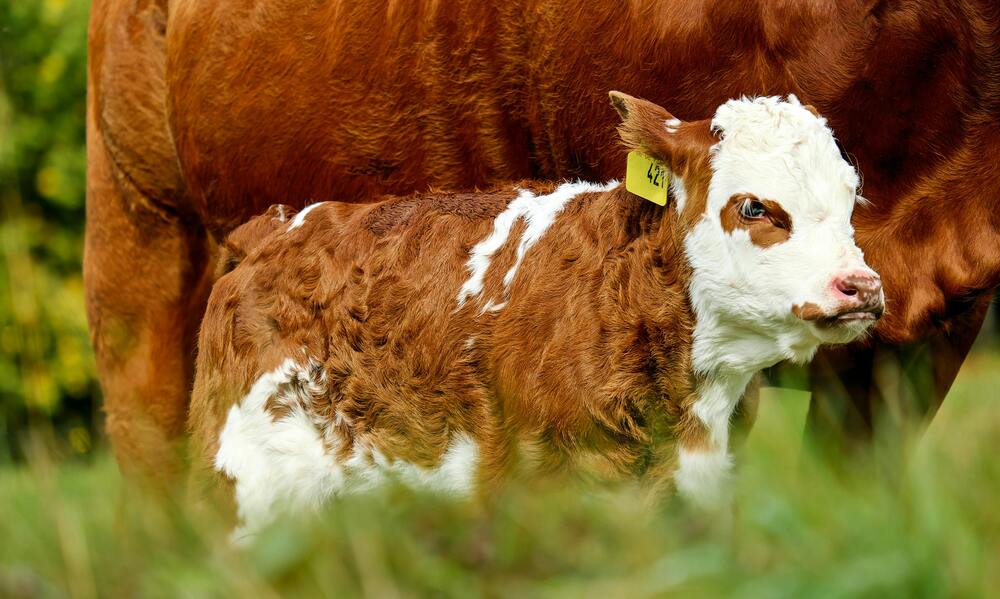 Ensure Proper Calf Care