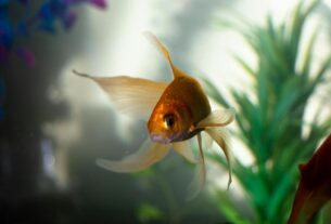 Everything You Need to Know About Goldfish