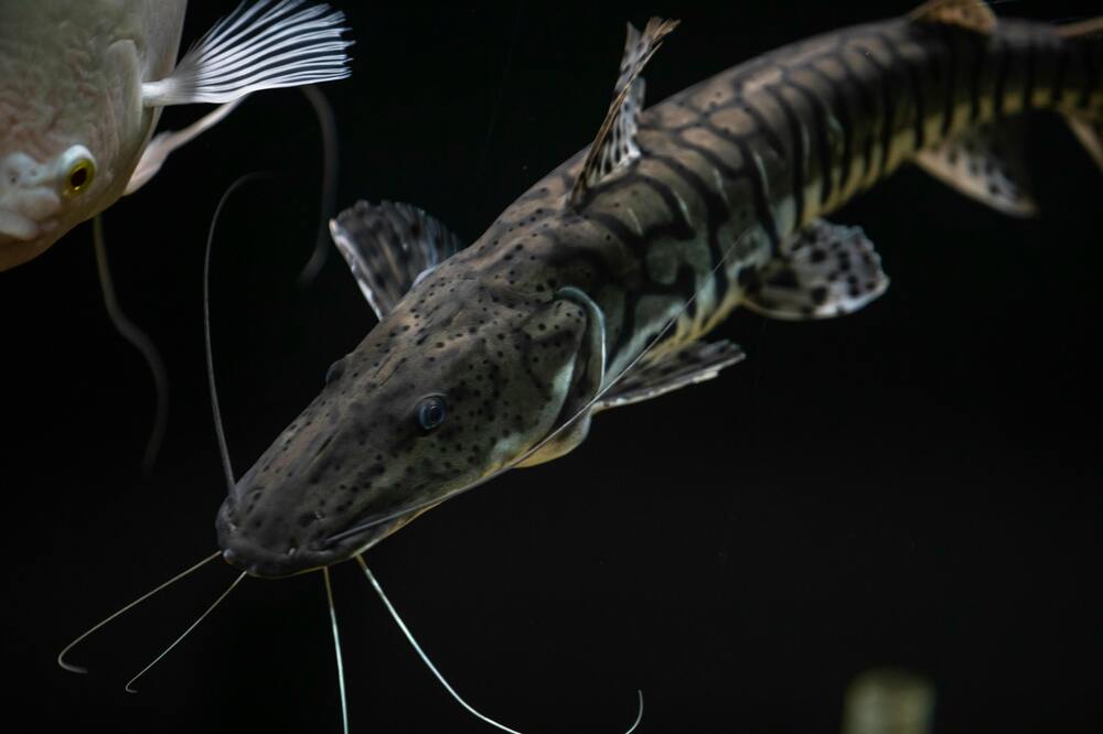 Exploring the Fascinating World of Cory Catfish