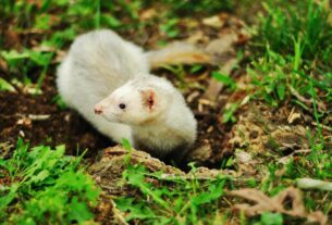 Ferret Care How to Keep Your Furry Friend Happy and Healthy