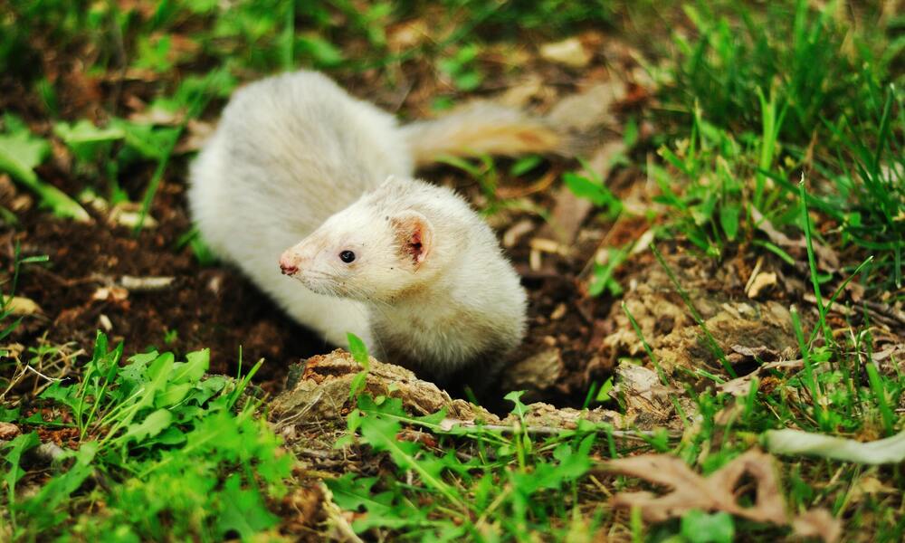 Ferret Care How to Keep Your Furry Friend Happy and Healthy