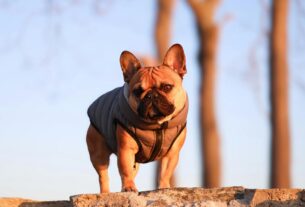 French-Bulldog-Best-Miniature-Dog