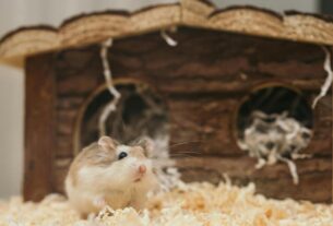 Guide to Hamster Care Tips and Tricks for a Happy Pet