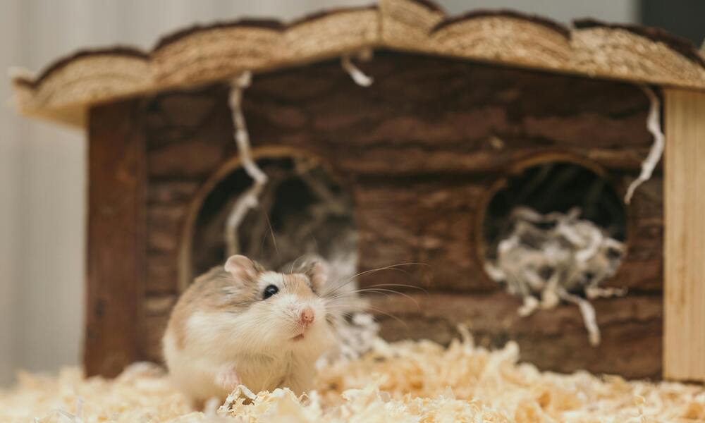 Guide to Hamster Care Tips and Tricks for a Happy Pet