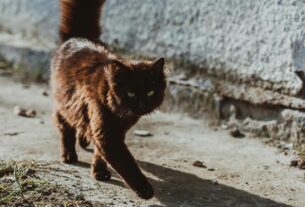 Health Needs of Aging Cats Mature, Senior, and Geriatric