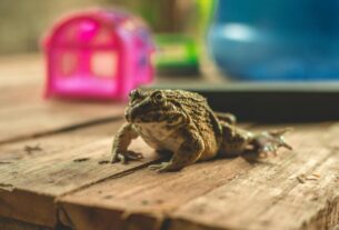 How to Handle and Care for Your Pet Frog Safely