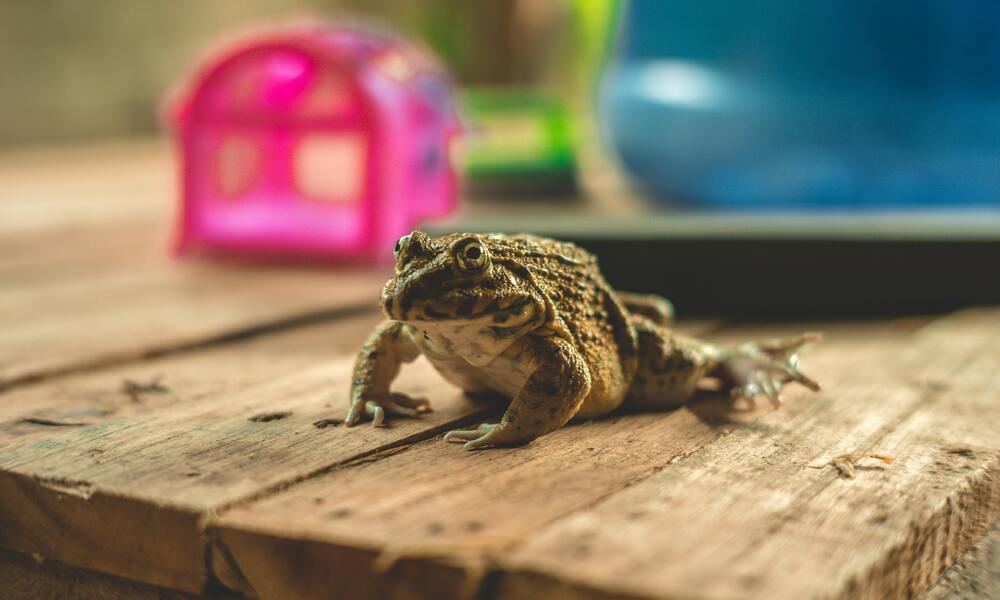 How to Handle and Care for Your Pet Frog Safely