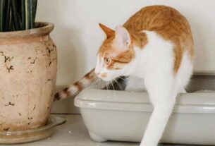 How to Train a Kitten to Use a Litter Box