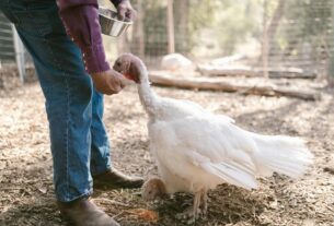 Introduction-to-Keeping-Turkeys-as-Pets-What-You-Need-to-Know