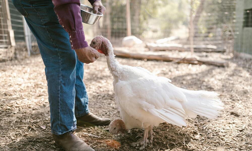 Introduction to Keeping Turkeys as Pets: What You Need to Know