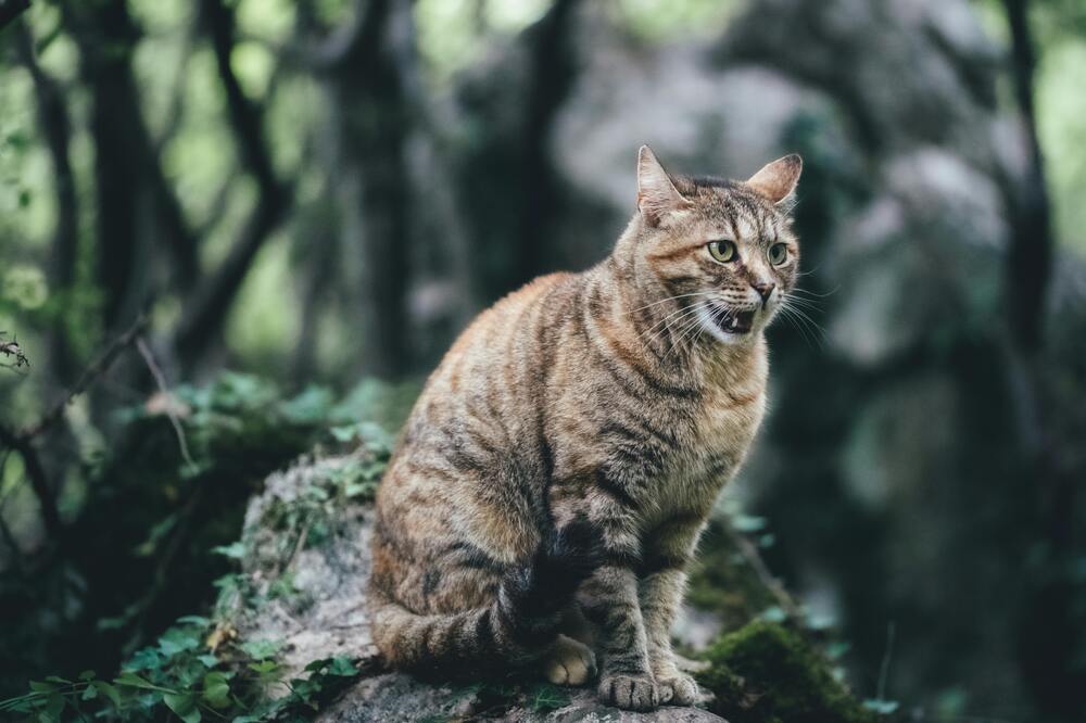 Learning to Talk Cat: Understanding Your Furry Friend’s Language