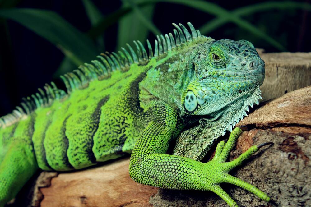 Loving Your Green Iguana A Fun and Friendly Care Guide