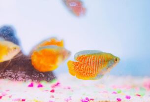 Neon Tetra Fish Care Guide