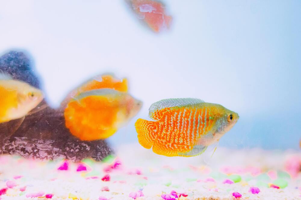 Neon Tetra Fish Care Guide