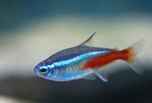 Neon Tetra Fish Care Guide