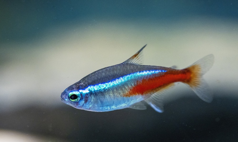 Neon Tetra Fish Care Guide