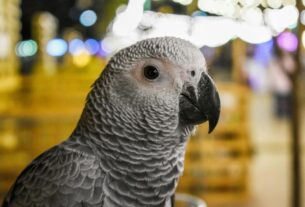 Owning an African Grey Parrot as Pet