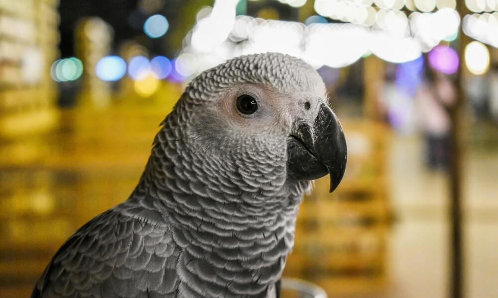 Owning an African Grey Parrot as Pet: Tips for a Happy Companion