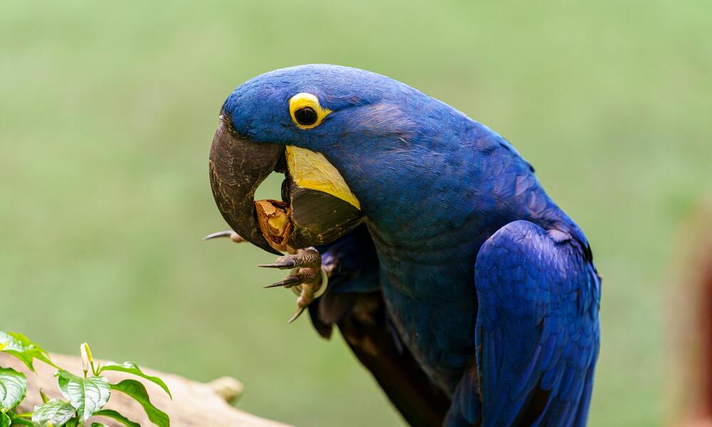 Parrots Eat Both Plants and Meat