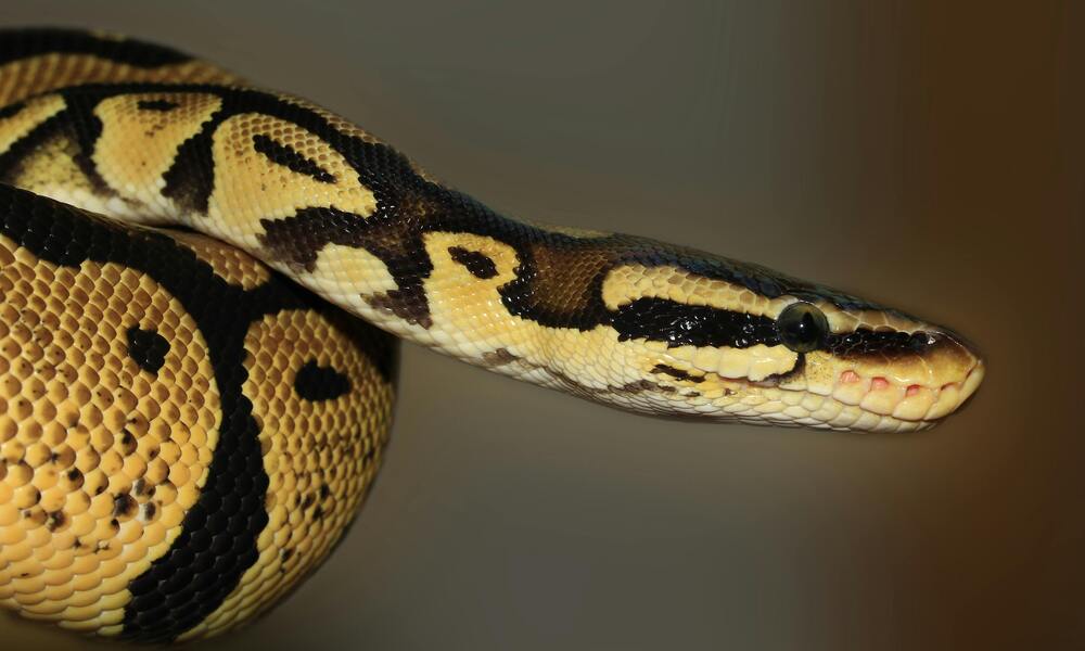 Popular Snake Species for Beginners