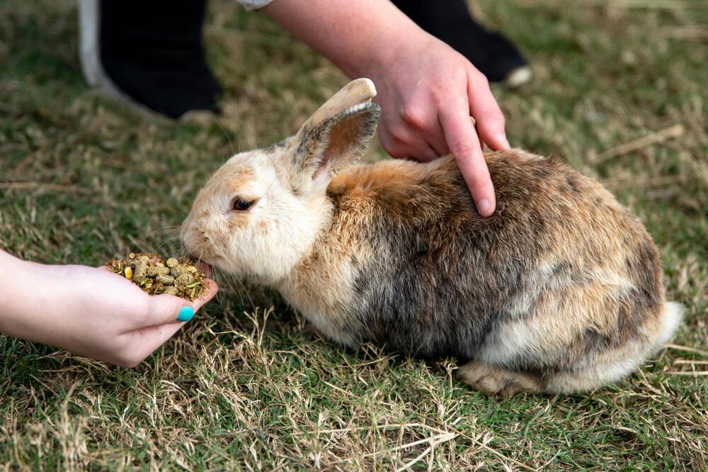 Pros and Cons of Keeping a Rabbit