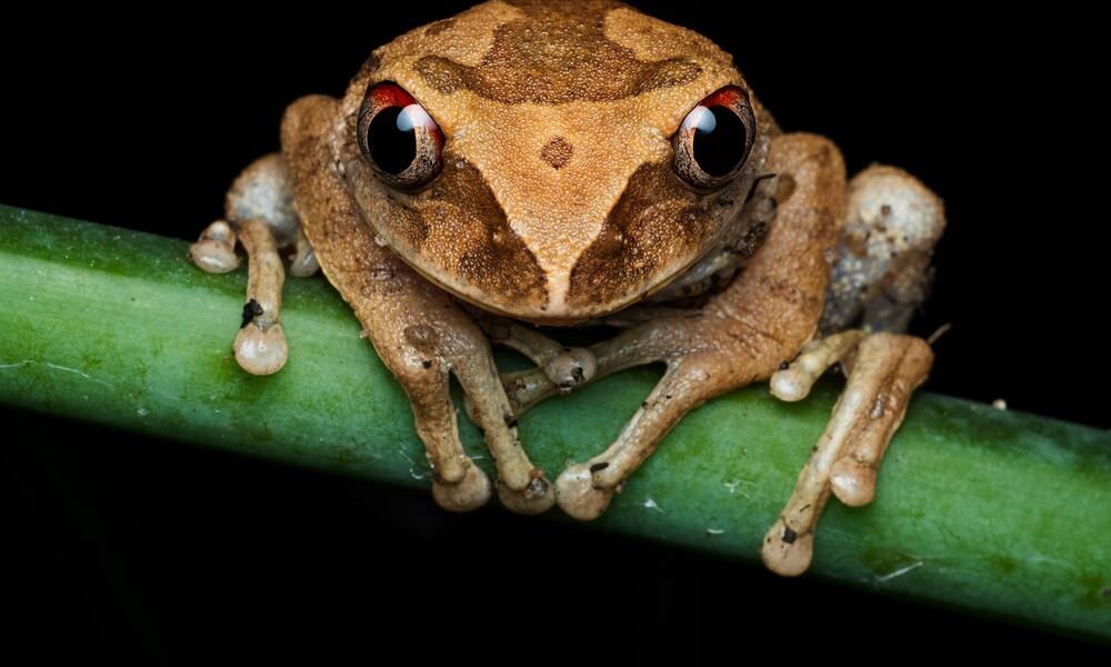 Providing Enrichment for reptiles