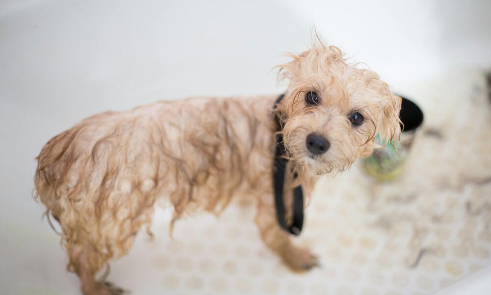 Puppy Bath Time: How to Keep Your Puppy Clean and Fresh