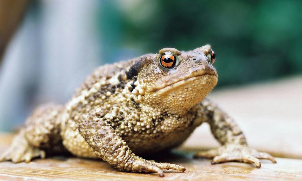 Setting Up the Frog Habitat