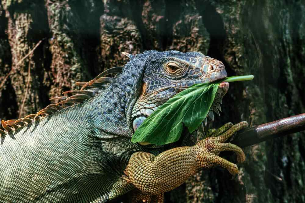 Setting Up the Perfect Iguana Habitat