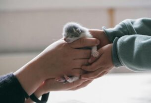 Taking Care Of Newborn Kittens