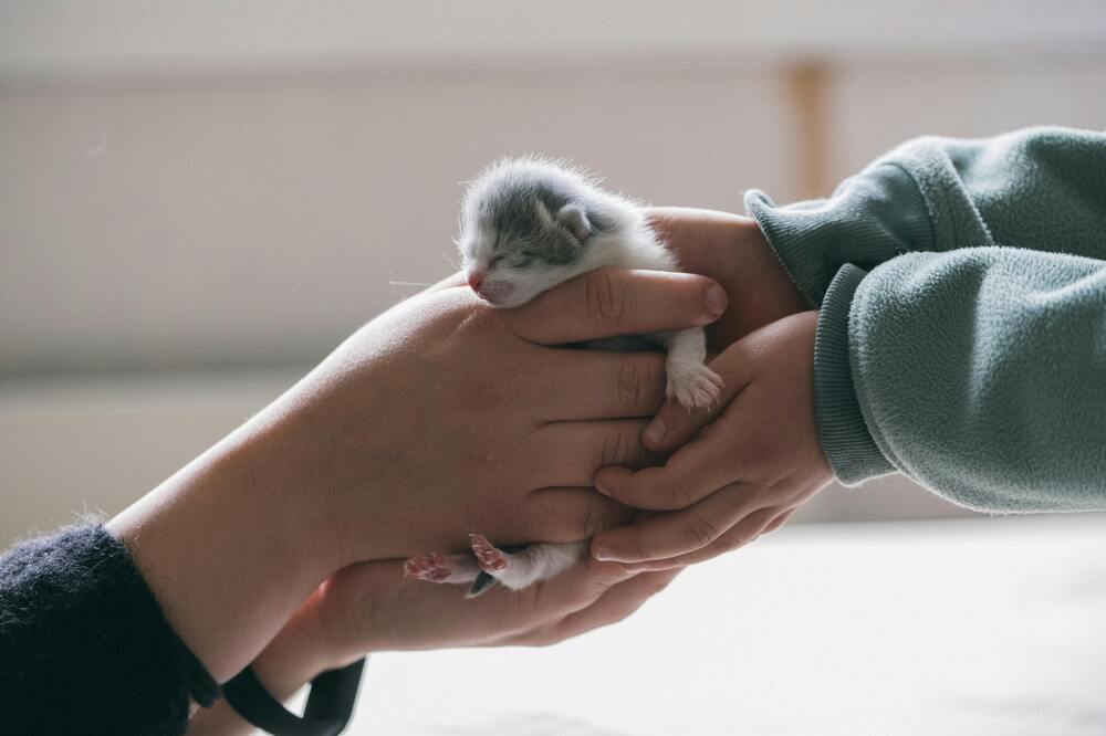 Taking Care Of Newborn Kittens