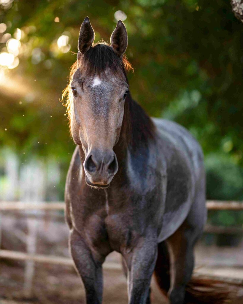 Thoroughbred horse 