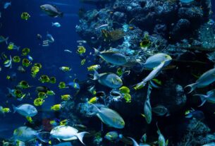 Top 10 Aquarium Fish Aquariums in the World