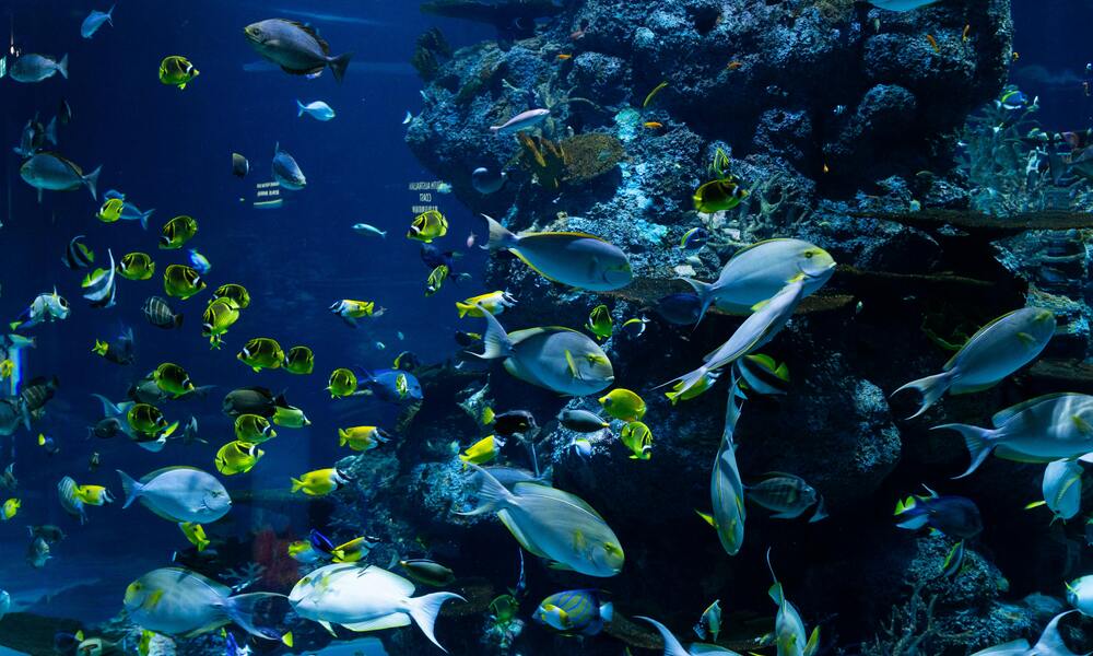 Top 10 Aquarium Fish Aquariums in the World