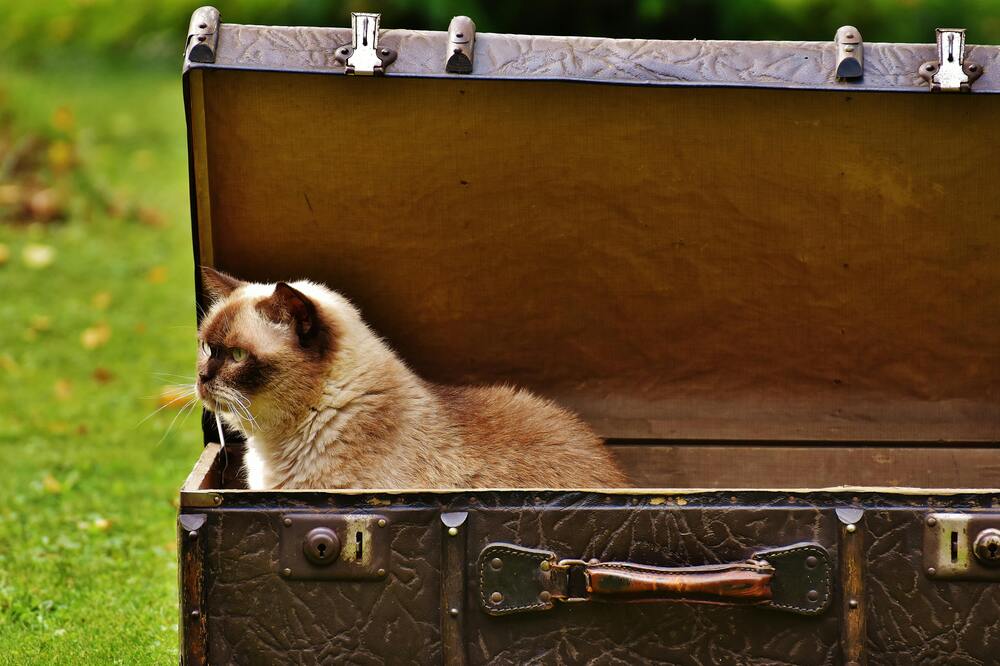 Travel Tips for You and Your Cat