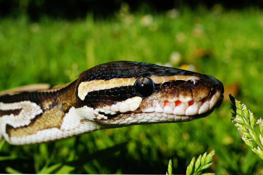 Understanding Snake Behavior A Comprehensive Guide for Pet Owners