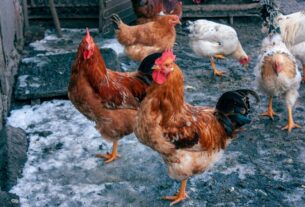 Winter Care for Hens