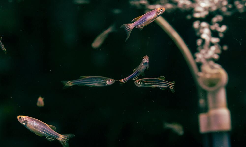 Zebra Danio The Small Fish with Big Personality